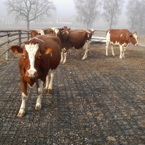 Cattle-Landing